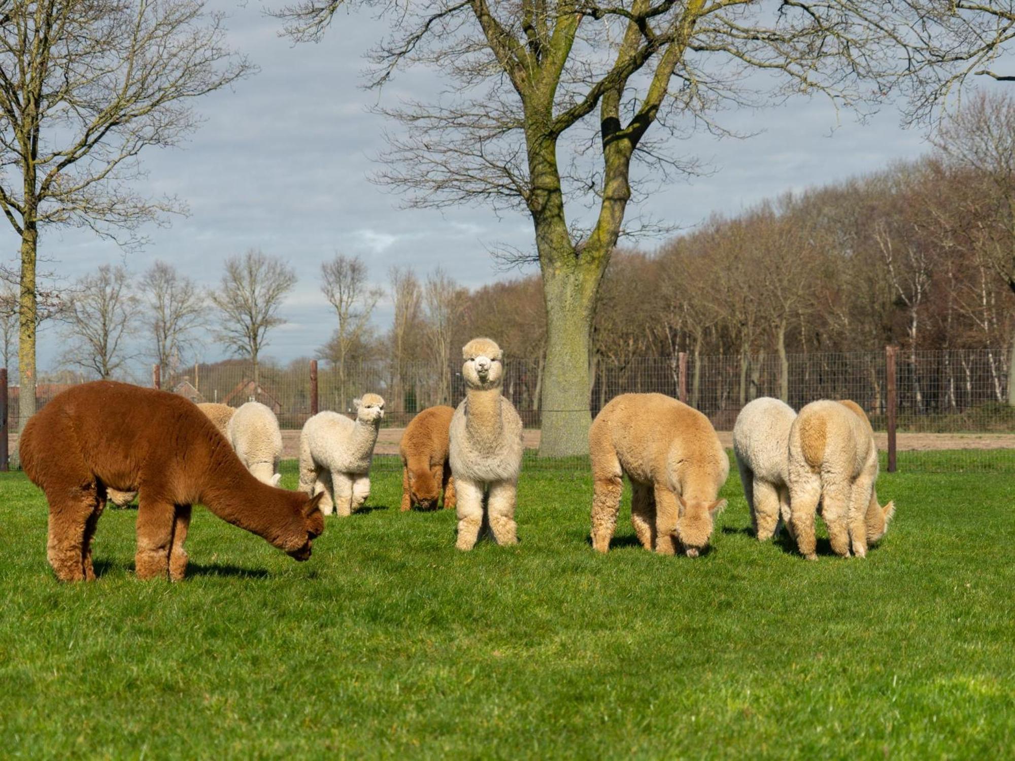 Alpacafarm Vorstenbosch Buitenkant foto