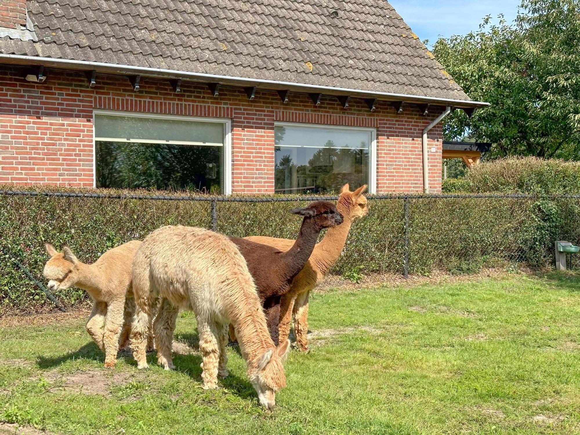 Alpacafarm Vorstenbosch Buitenkant foto