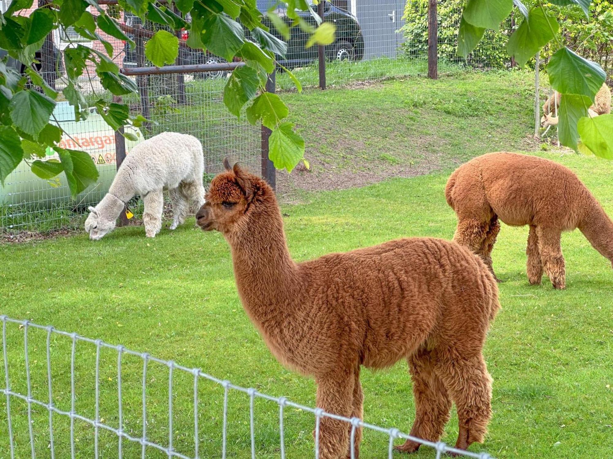 Alpacafarm Vorstenbosch Buitenkant foto